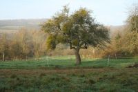 Bild19Mistelbaum_vorher