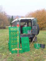 Obstsammelkisten Obstkisten klein